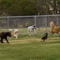 BENESSERE DEI CANI E SICUREZZA PER I CITTADINI